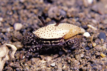 又到了吃螃蟹的季节怎样挑选螃蟹,如何正确挑选食用螃蟹你都知道吗