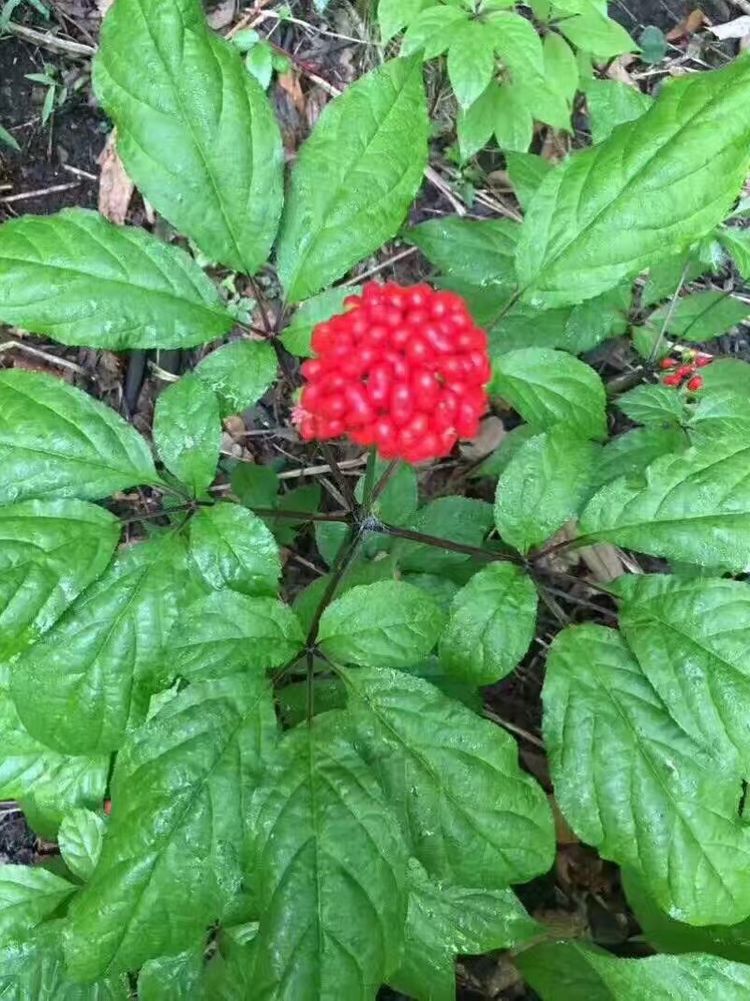 万良人最新行情,万良人