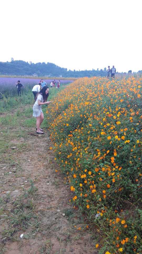 贵州金沙旅游项目,金沙县台金农业观光园