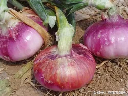 葱软腐病防治用什么药,葱得了霜霉病怎么治