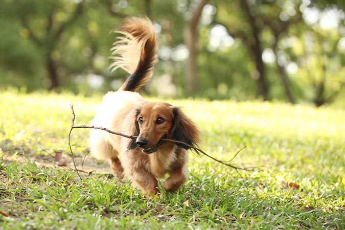 怎么让金毛毛发茂盛,怎么让金毛毛发旺盛