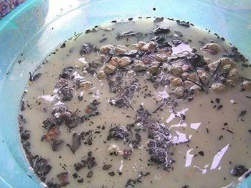 9月不翻盆来年开花少