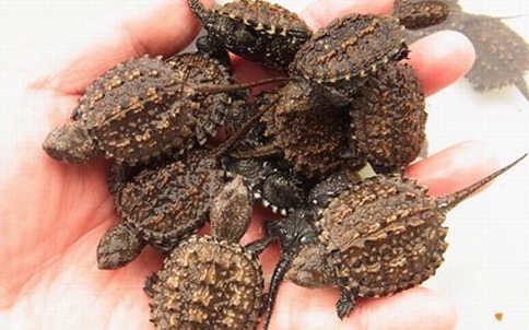 鳄龟该怎么养才养得好,鳄龟适不适合家庭养怎样养好鳄龟