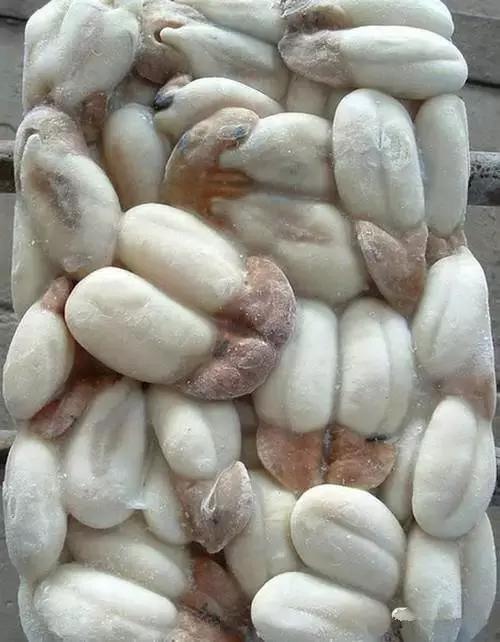 羊口开海！倒计时一天！第一网吃起来！看完哈喇子流一地