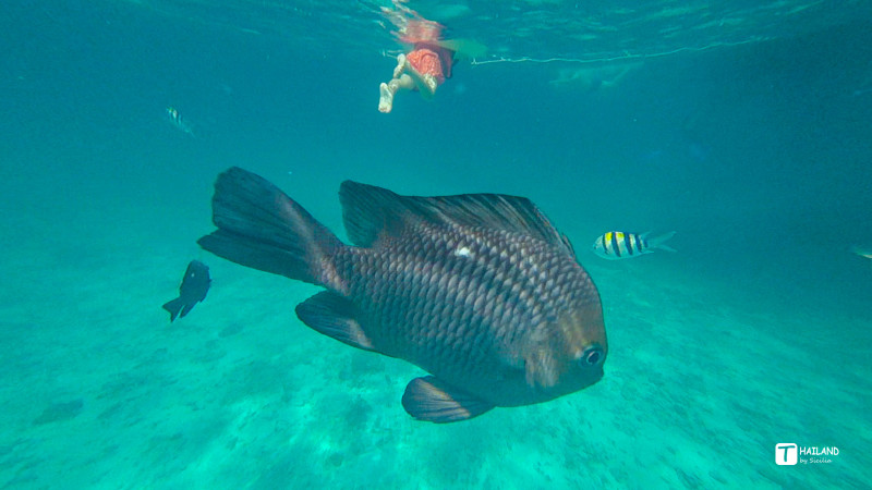 带你一起去泰国看海,回忆那年在泰国踏浪看海