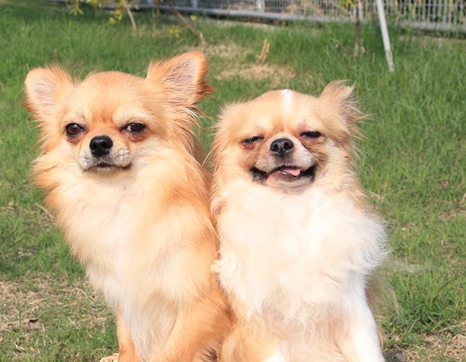 怎么让金毛毛发茂盛,怎么让金毛毛发旺盛