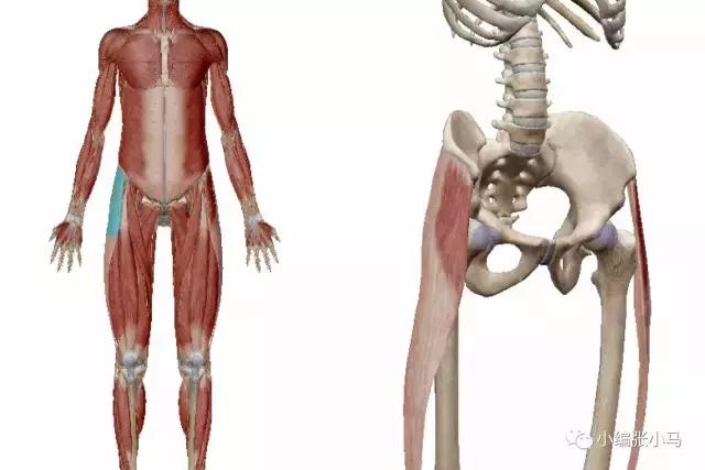 假胯宽严重怎么练最快消除,假胯宽大粗腿怎么瘦