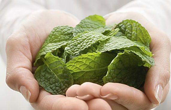 现在能种薄荷吗,现在种薄荷是真的吗