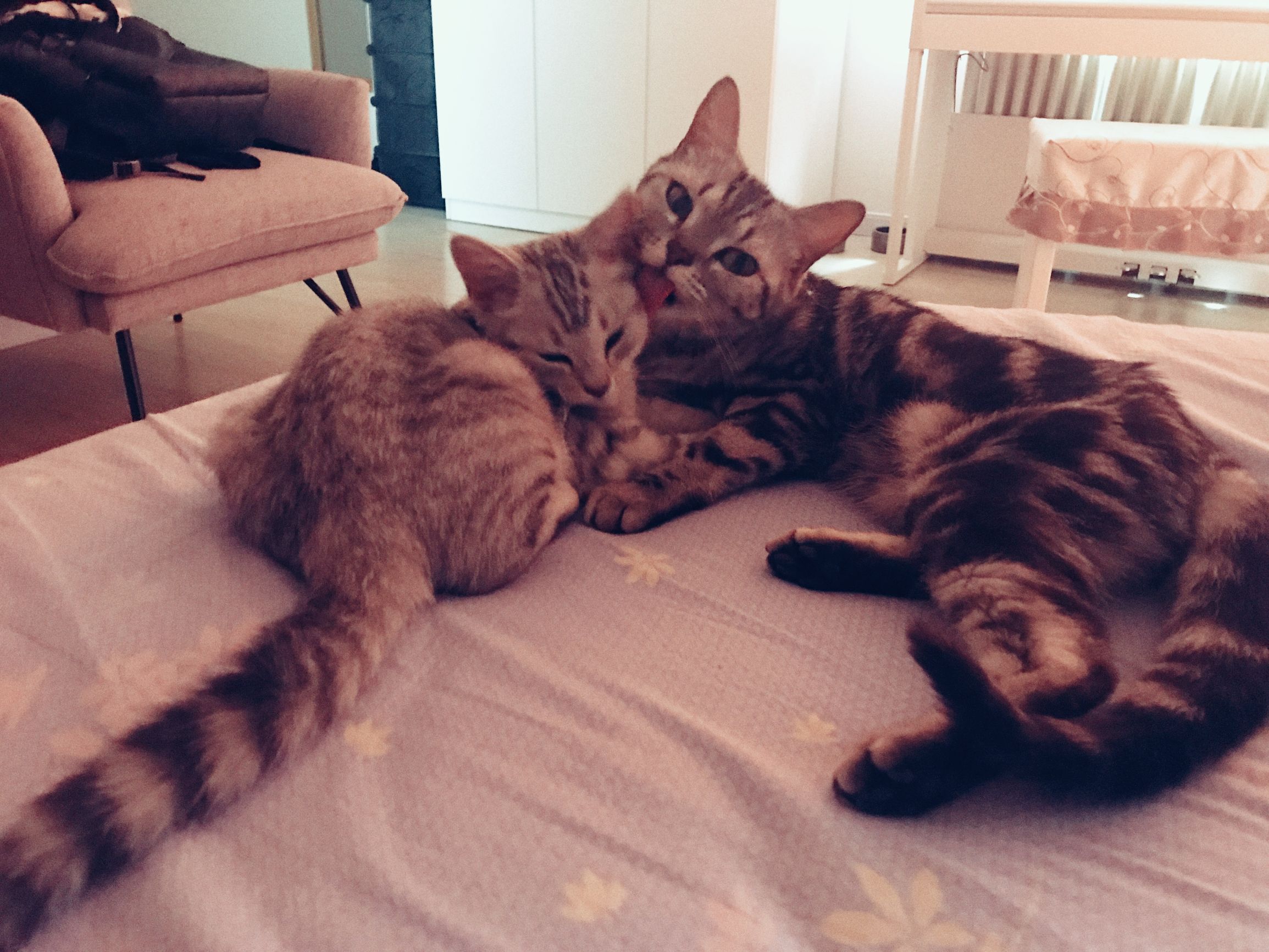 铲屎官你们都怎么养喵?你以为最好养几只喵?