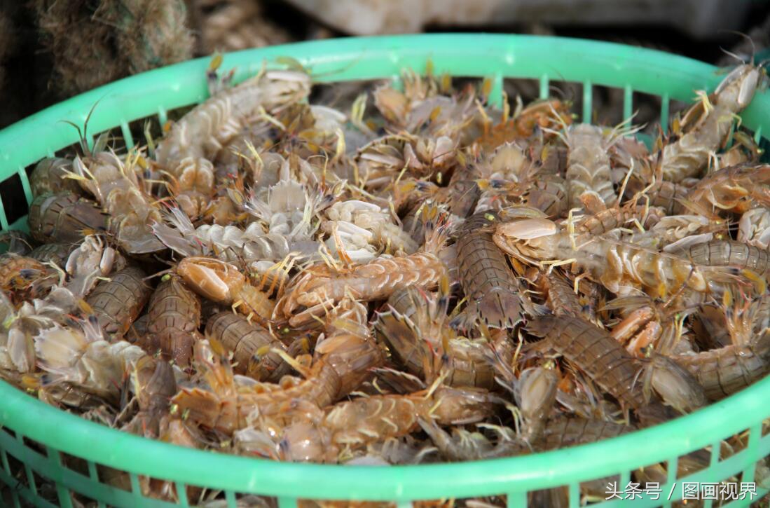 黄渤海有什么海鲜,黄渤海海鲜