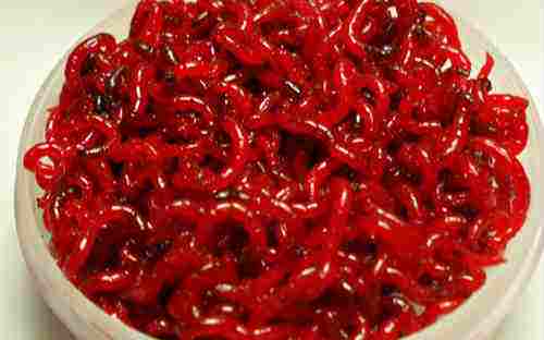 钓鱼用的红虫有危害吗？用这个方法处理准放心