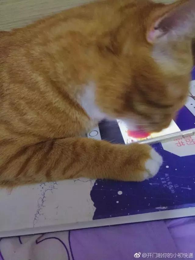 果粒橙搞笑段子,有没有搞笑橙子视频