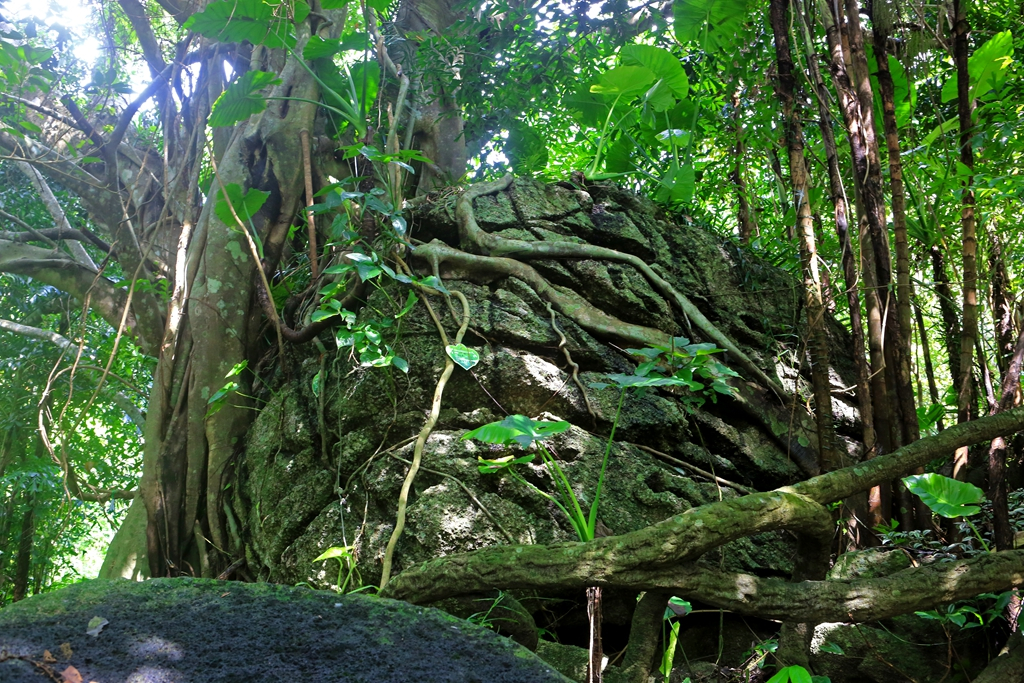 何必去南美，呀诺达热带雨林就有无数宝藏