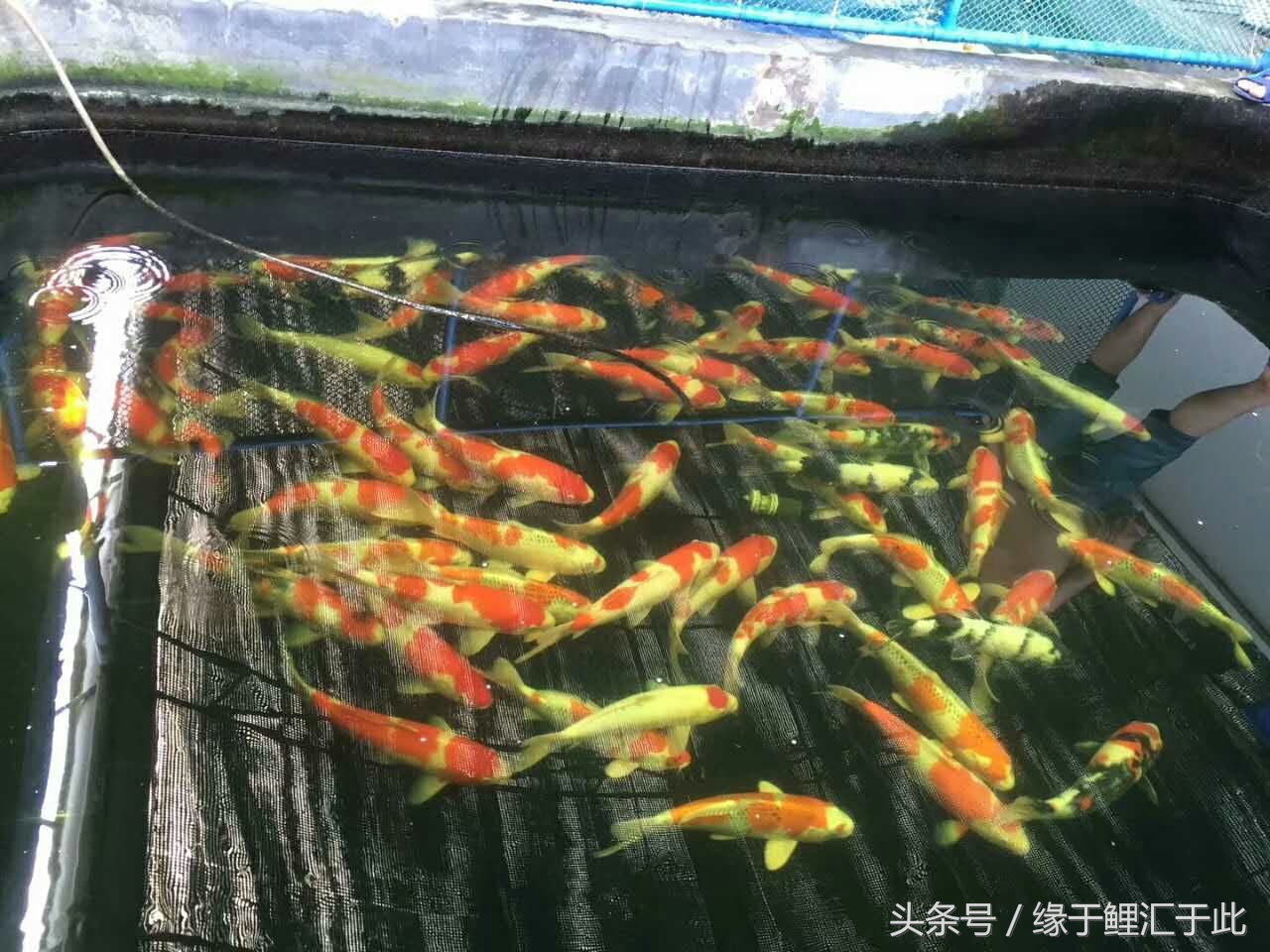 无鳞鱼体表粘液太多什么原因,鱼体表粘液增多是怎么回事