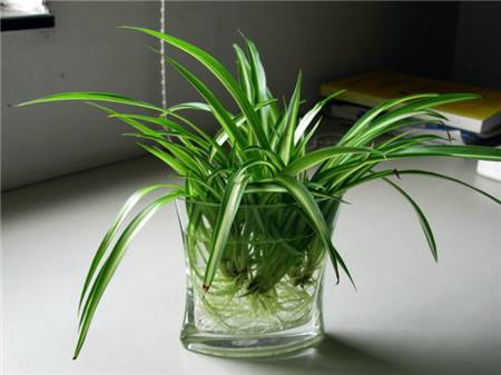 千叶吊兰水培怎么养,油画吊兰水培怎么养