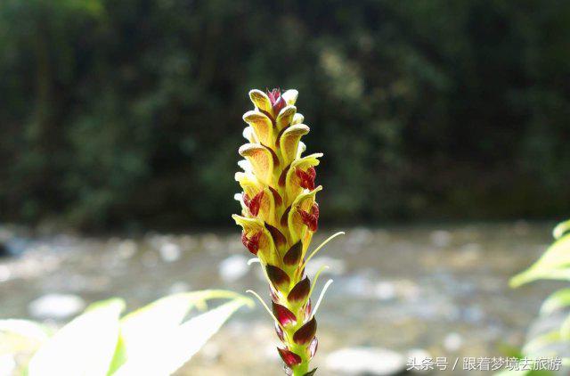 重庆最美黑山谷景区,重庆万盛黑山谷旅游如何