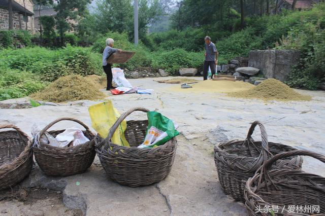 深山老林两口子原始方法打谷子称野猪经常毁坏庄稼到手的太少