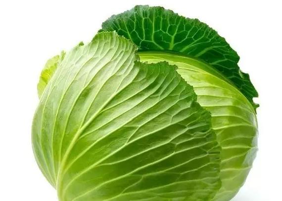 淡水龟吃什么食物,龟吃什么食物好