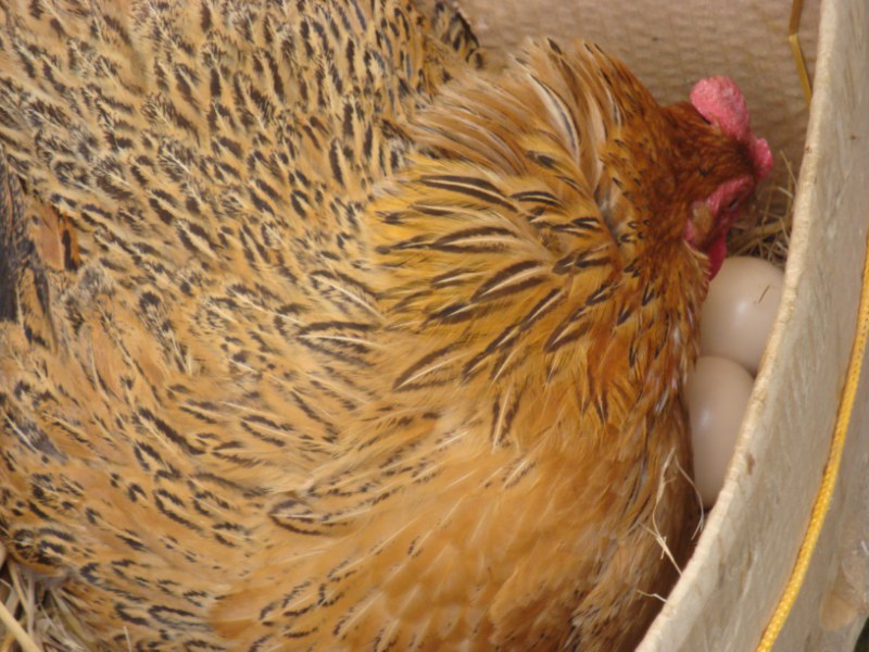 农民饲养各种动物,中国农民养六畜视频