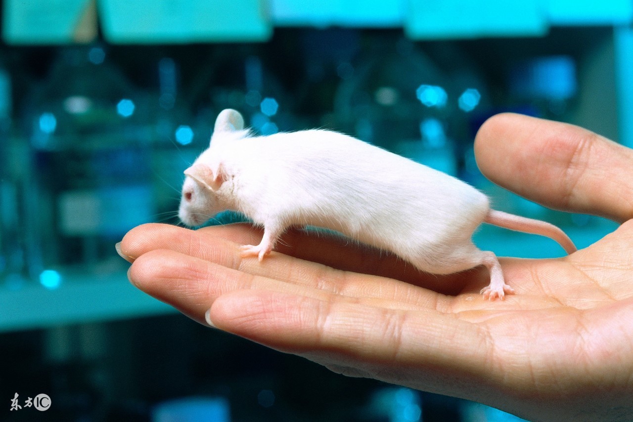 空调里有老鼠怎么处理高层,空调里面的老鼠怎么弄出来