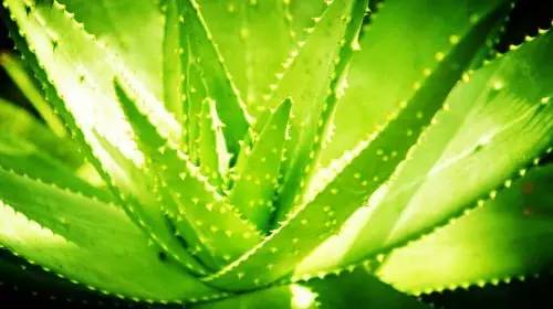 铲屎官养宠物的正确方法,铲屎官如何对待死掉宠物