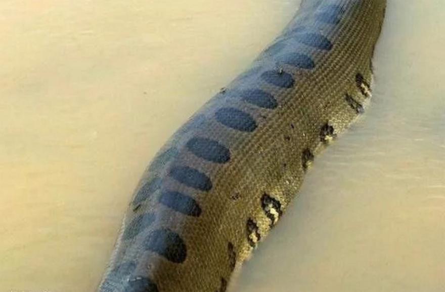 森蚺捕杀成年鳄鱼,森蚺捕食巨鳄