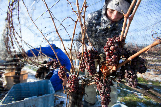 什么是冰酒最好,什么是冰酒葡萄酒