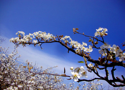 阳春三月昆明处处鲜花盛开,云南三月好春光