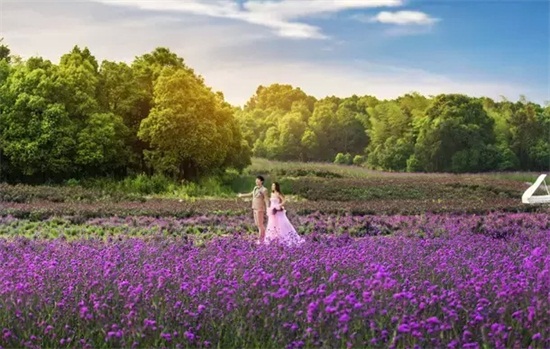 寻遍我省的薰衣草花田我们就在这结婚好不好？