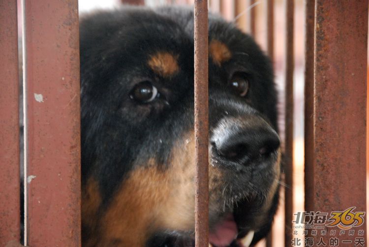 陈荣华北海,北海人的一天