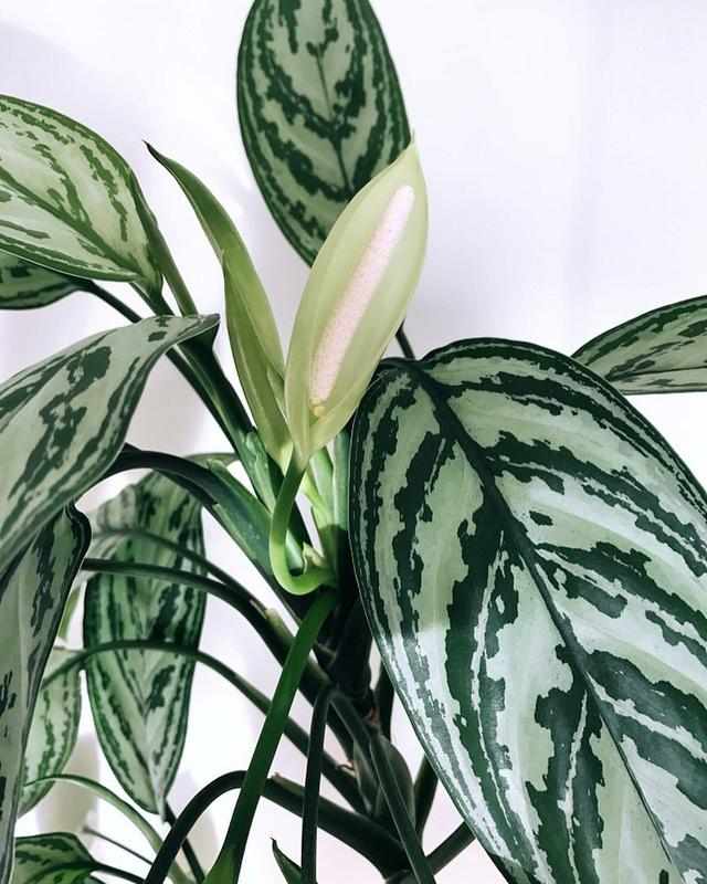 绿萝植物的特征介绍,绿萝观叶植物