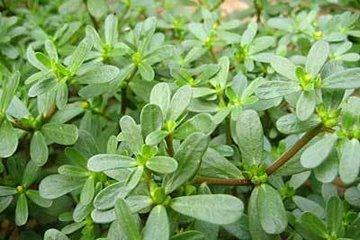 湿疹是怎么得的好了又复发,治湿疹最有效的植物