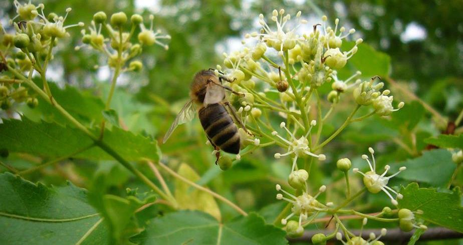 十种最赚钱的农作物,哪几种农作物有蜂蜜