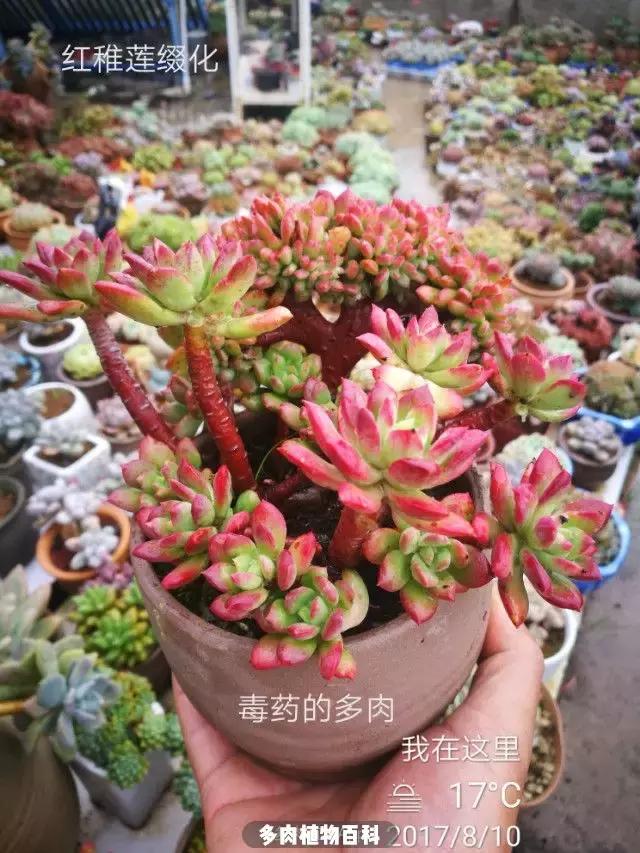 夕阳西下,养多肉的人没有在天涯,在家!