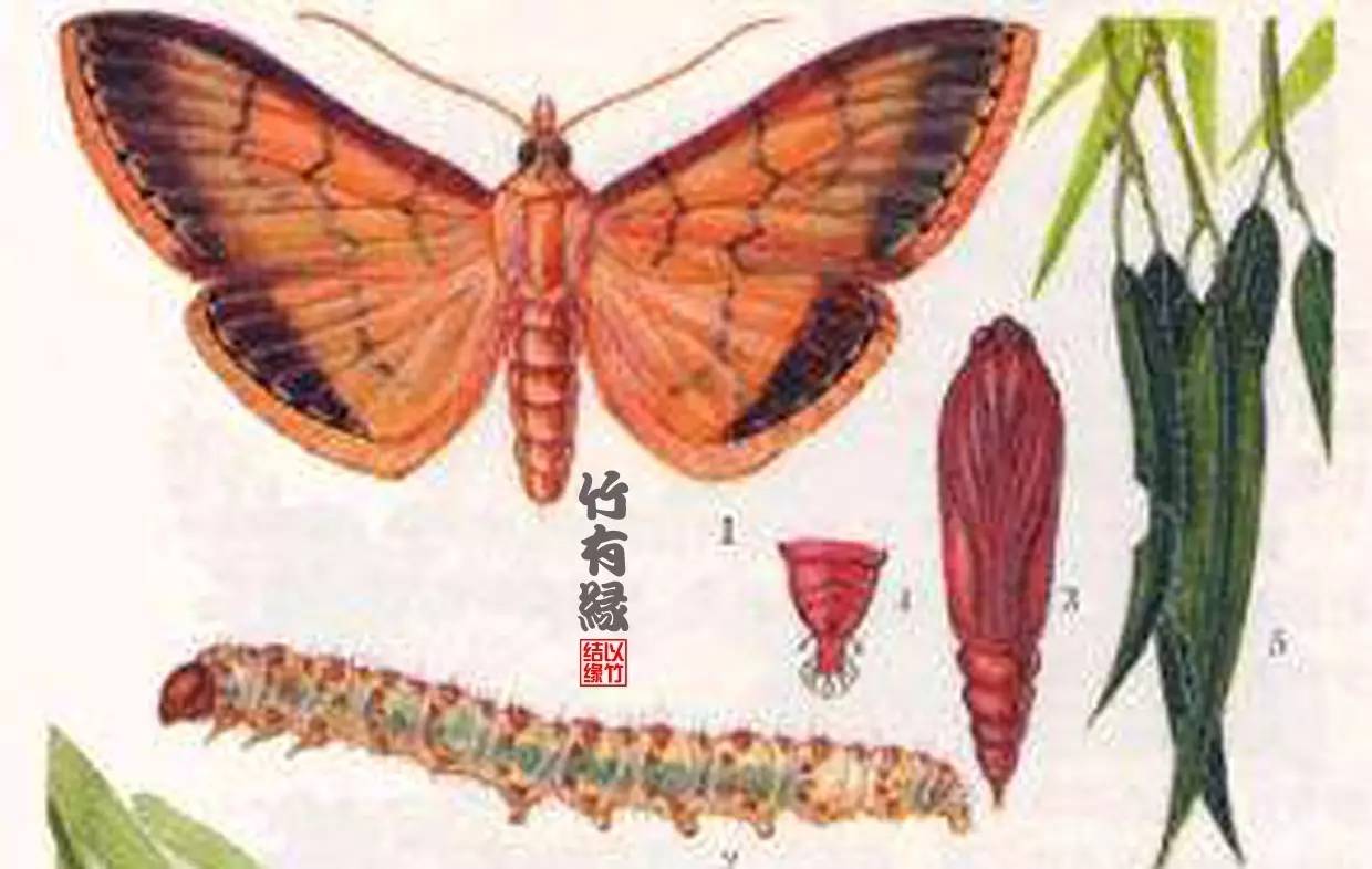 竹病害最佳防治方法,竹子养护小知识