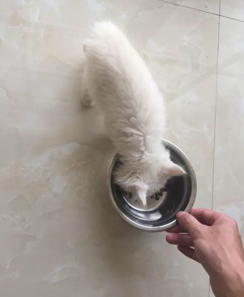 捡到200多只小猫,取快递碰到的小猫