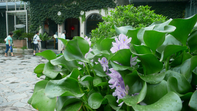马未都多少钱买的葫芦,水葫芦马未都视频