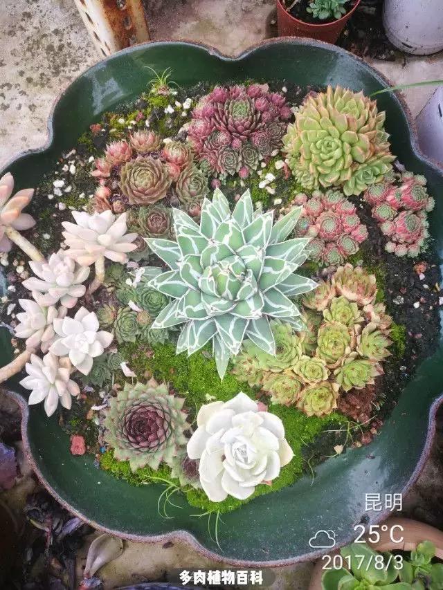 夕阳西下,养多肉的人没有在天涯,在家!