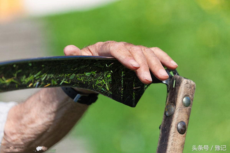 不会掂镰割草,你就算不上地道的河南农村娃