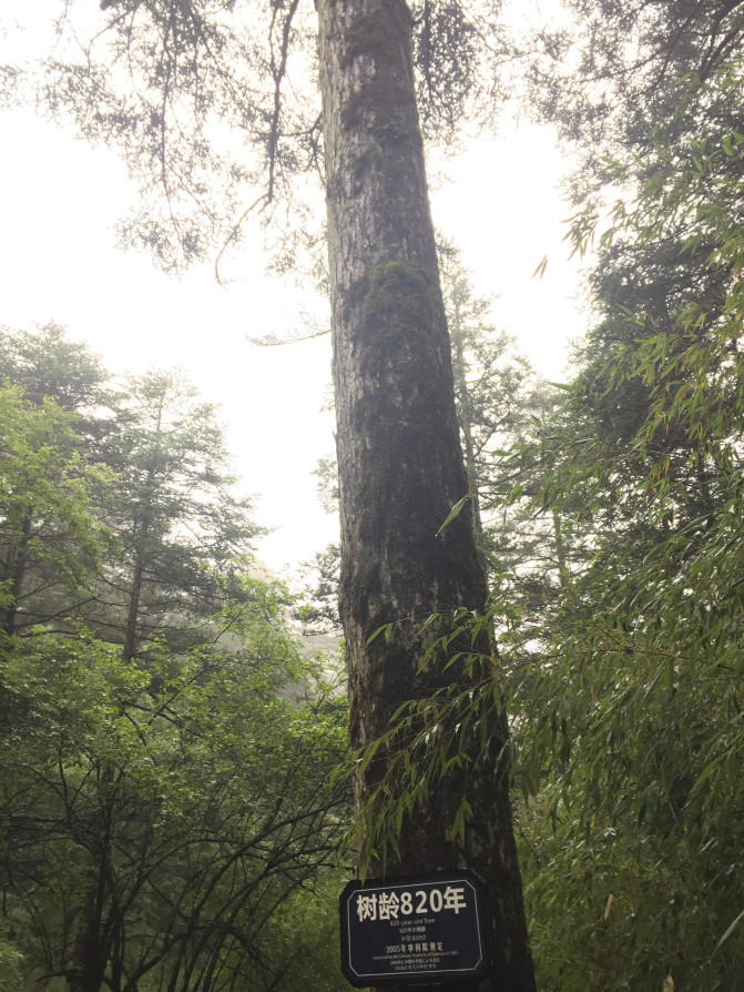万州到神农架自驾游,神农架自驾游帐篷区