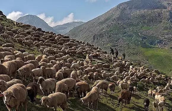 羊绒品牌loro,羊绒羊毛去哪里拿货