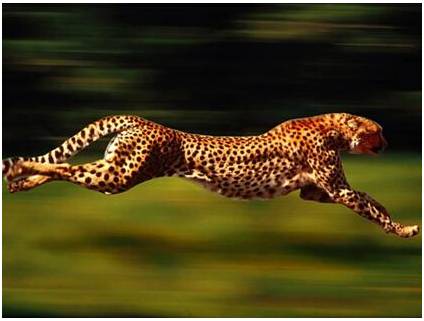 北京人和马西卡：猎豹终将归来Cheetahwillbeback