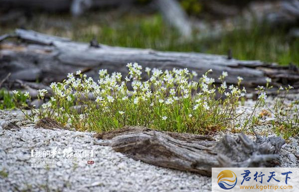 最震撼的油画温泉,君行天下之健步如飞