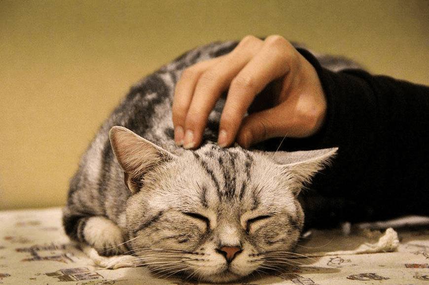 猫咪猫癣最快治愈方法,猫咪得了猫癣怎么才能治好它