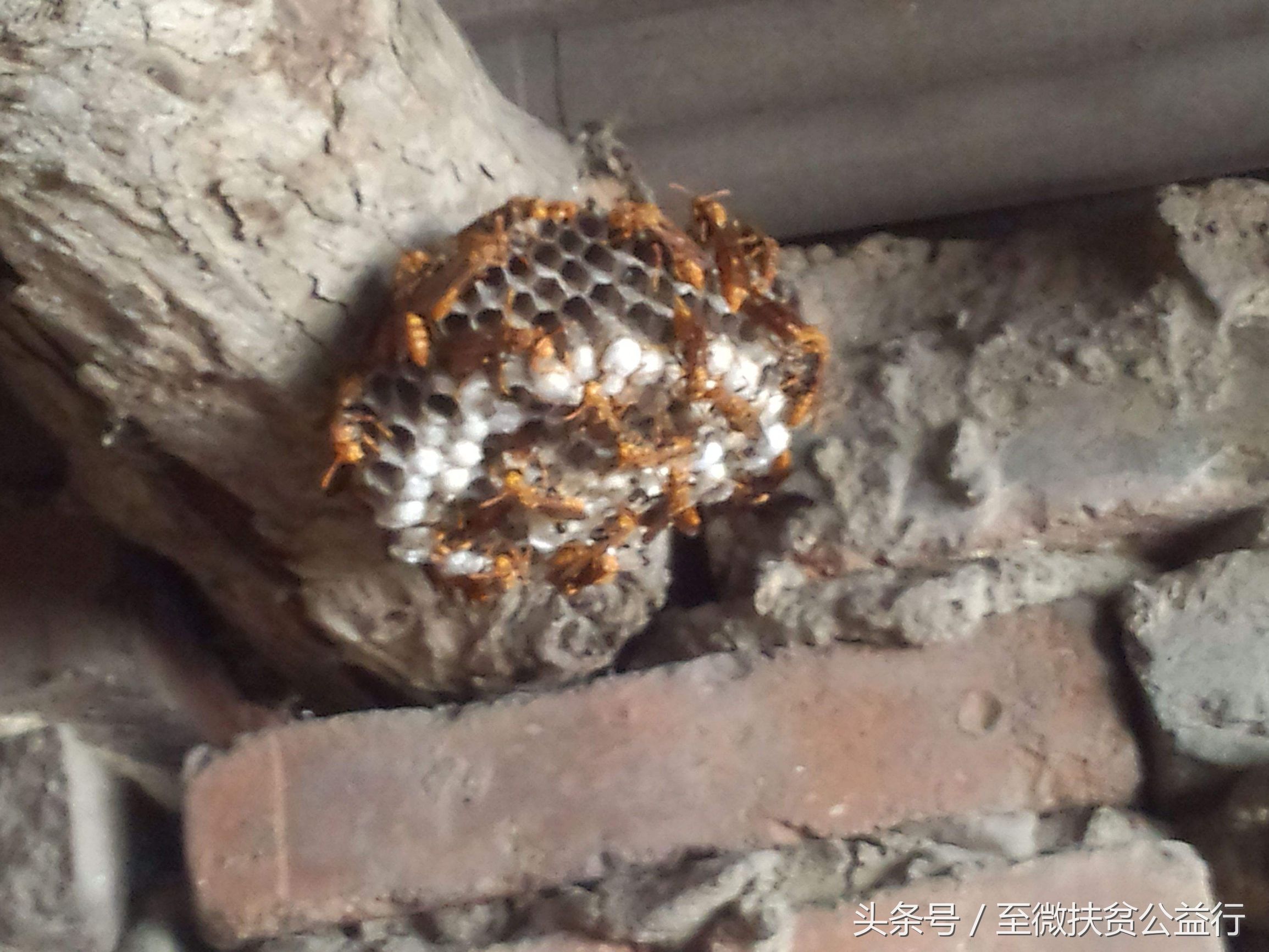 农村动物界的“四大天王”!招惹它们定会让你痛不欲生!