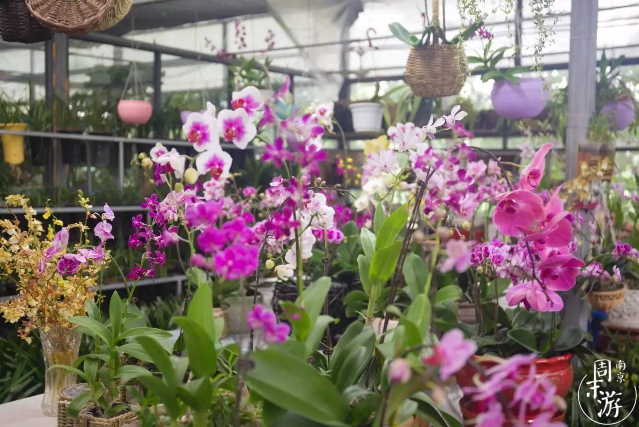 逛花鸟鱼虫市场的视频,逛各种花鸟市场