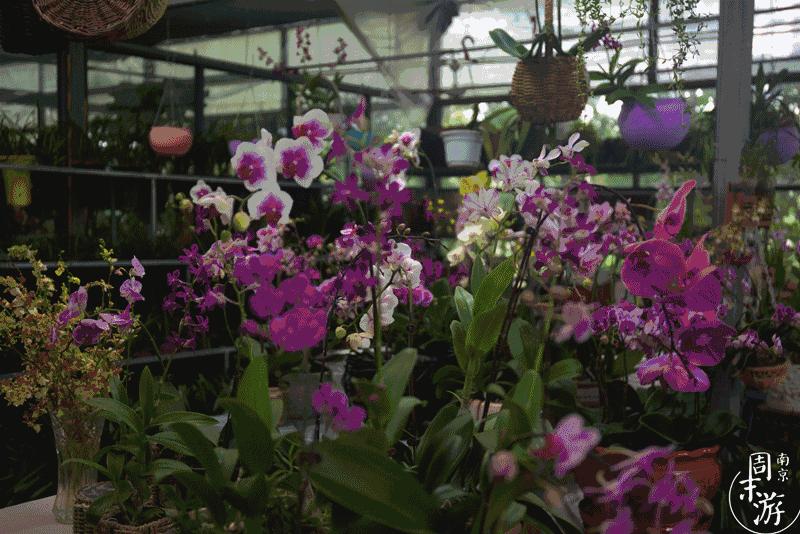 南京有几个花鸟鱼虫市场,南京湿地公园花鸟鱼虫市场在哪里