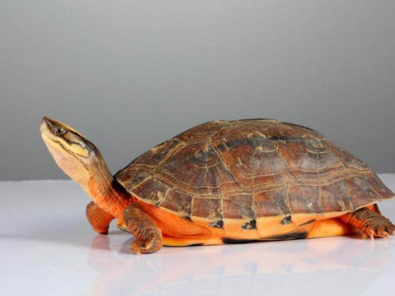 金钱龟可以抗癌吗,金钱龟汤什么人不能喝