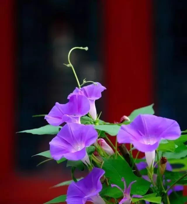 蒹葭苍苍白露为霜天冷莫忘添衣,蒹葭苍苍白露为霜何日归故乡