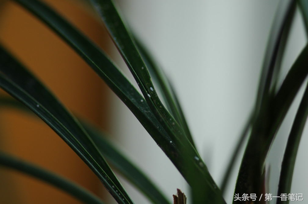 兰叶长介壳虫怎么处理,养兰宜忌